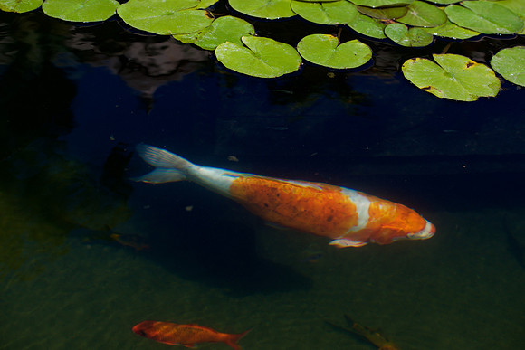 fish