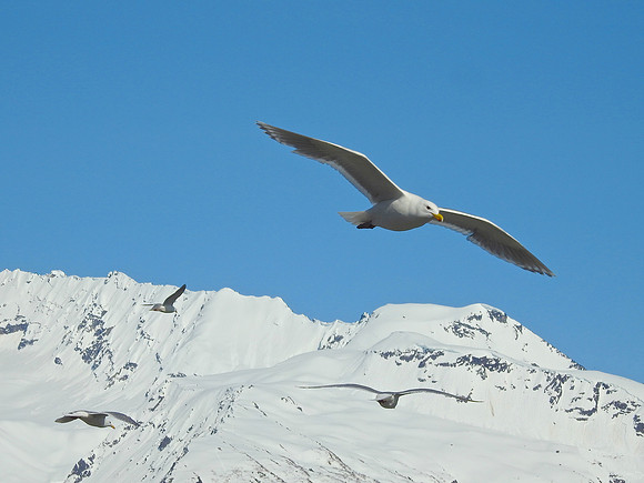 alaska201510
