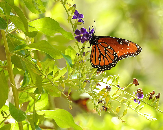 butterfly