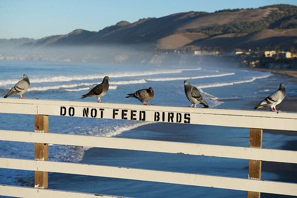 birds