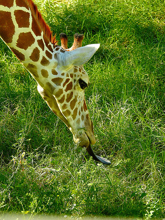 giraffe